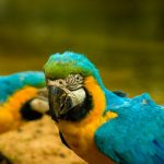 Tourism photo: Amazônia e Pantanal, Brasil - ecoturismo
