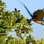 Tourism photo: Amazônia e Pantanal, Brasil - ecoturismo