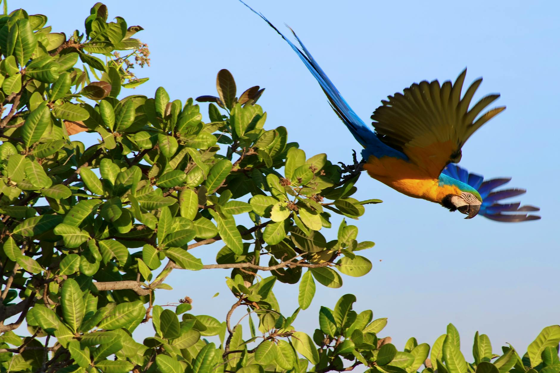 Tourism photo: Amazônia e Pantanal, Brasil - ecoturismo