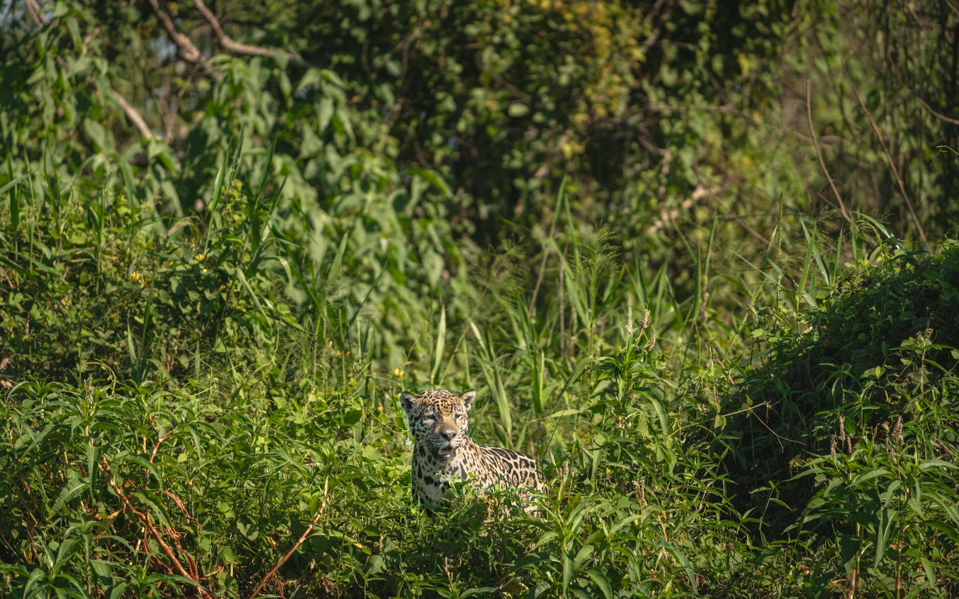 Tourism photo: Amazônia e Pantanal, Brasil - ecoturismo