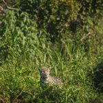 Tourism photo: Amazônia e Pantanal, Brasil - ecoturismo